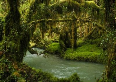 Bosque Encantado del Parque Queulat