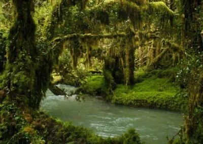 Bosque Encantado del Parque Queulat