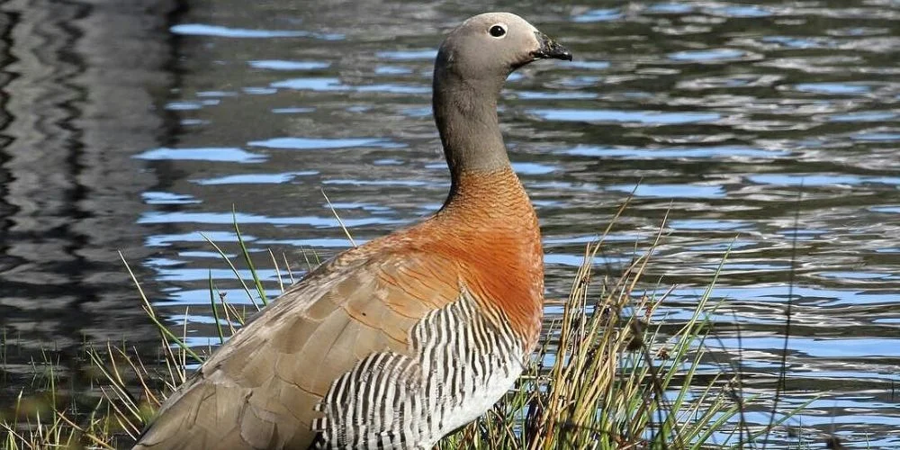 Caiquén o Avutarda Caiquén o Avutarda