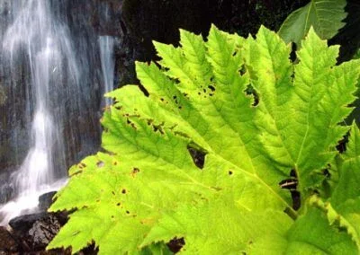 Nalca en el Parque Queulat