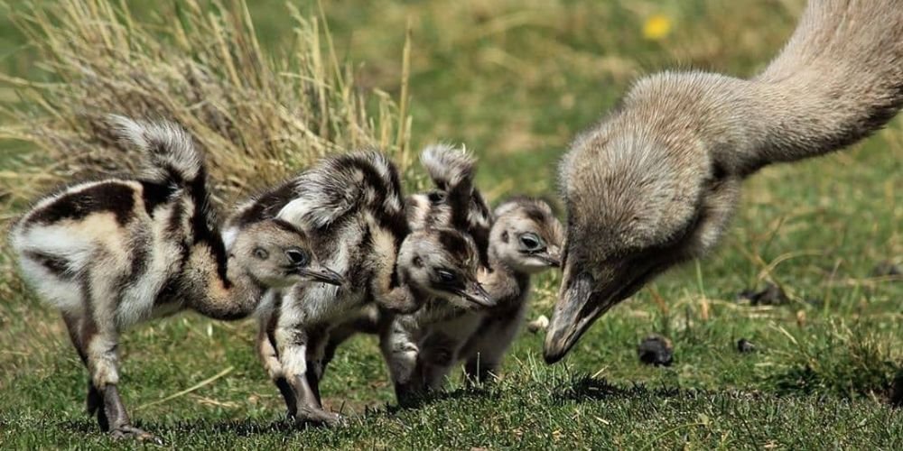 El Ñandú también es de Carretera Austral