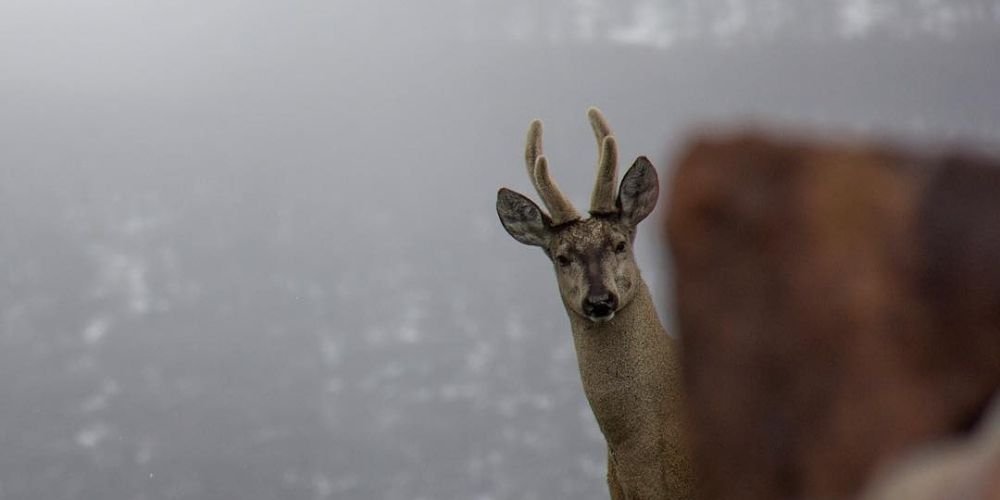 Prevenir los atropellos de Huemules