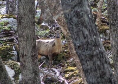 Huemul en Parque El Mosco