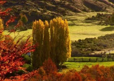 Carretera Austral con alamos en otoño