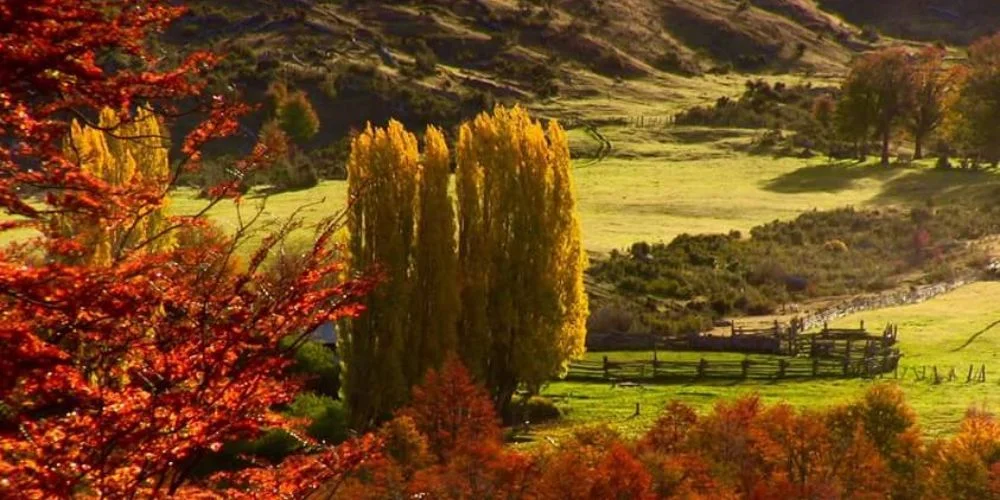 Carretera Austral con alamos en otoño