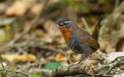 10 aves que reconocerás tu visita
