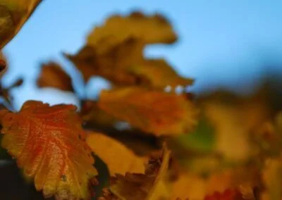 Hojas de lenga en otoño