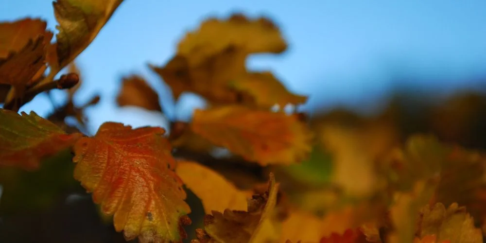 Hojas de lenga en otoño