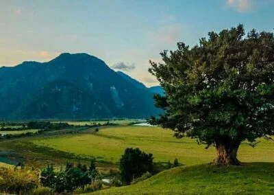 Arrayán en Puerto Aysén