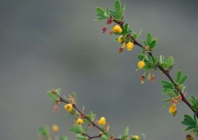 Calafate en Flor - Fotografías de Gastón Villafañe