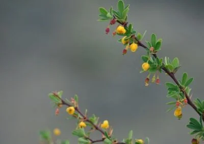 Calafate en Flor - Fotografías de Gastón Villafañe