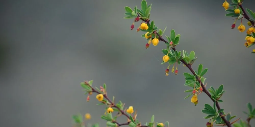 Calafate en Flor - Fotografías de Gastón Villafañe Calafate en Flor - Fotografías de Gastón Villafañe