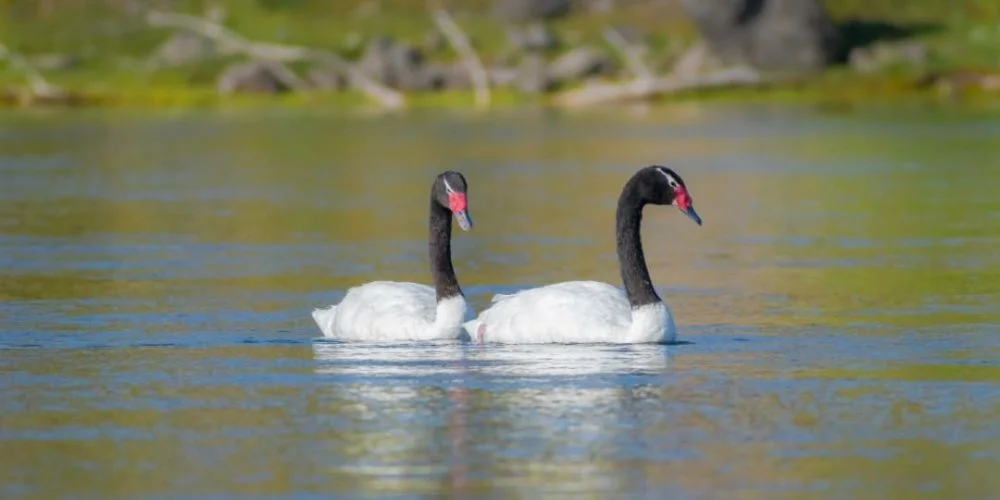Cisne de cuello negro Cisne de cuello negro