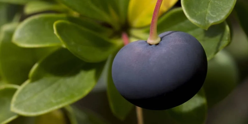 Fruto del Calafate Fruto del Calafate