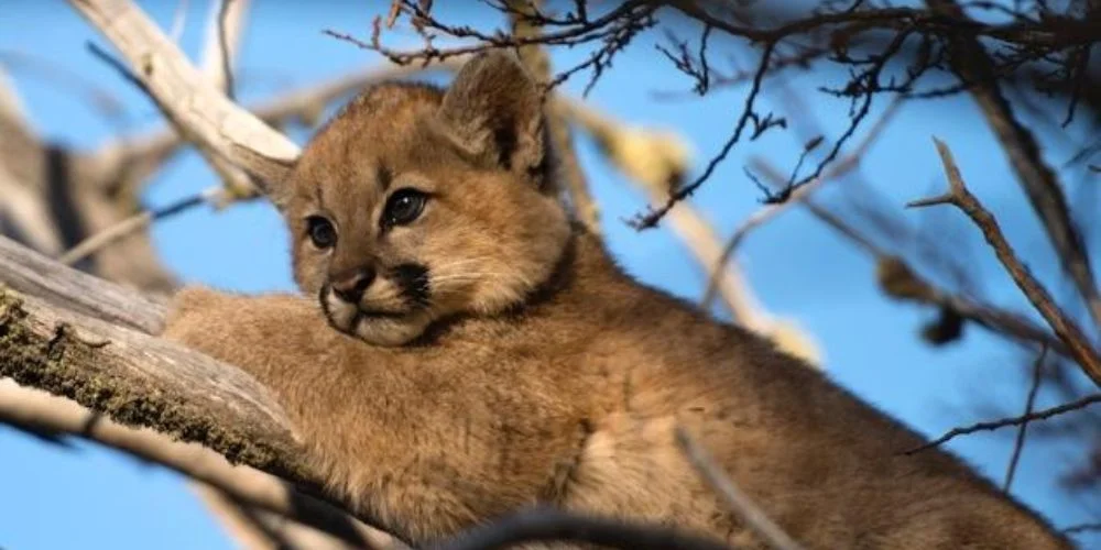 Cría de Puma Cría de Puma