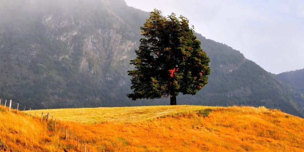 Otoño en Carretera Austral Otoño en Carretera Austral