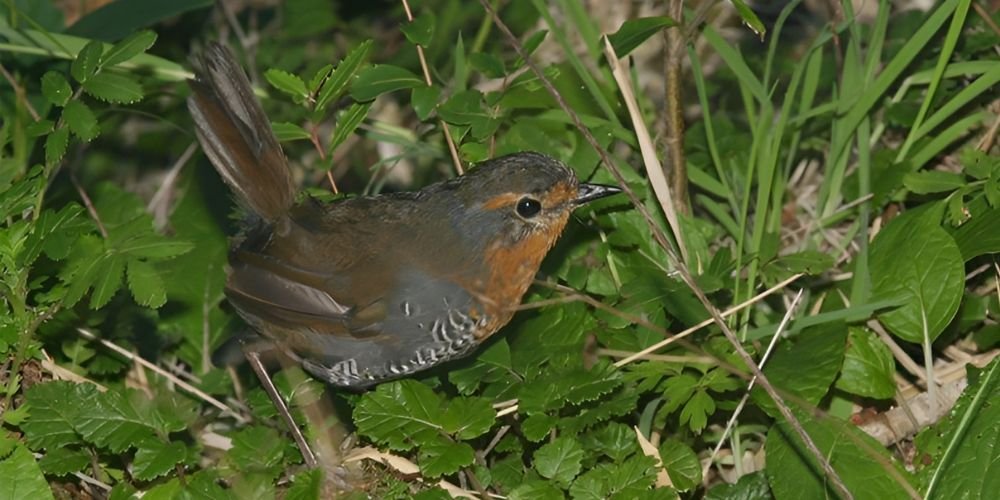 Ringtone: Descarga el Canto del Chucao