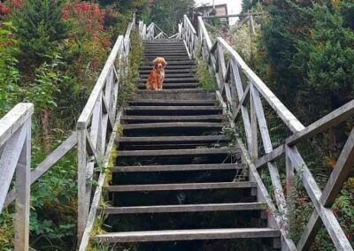Mascotas en Carretera Austral