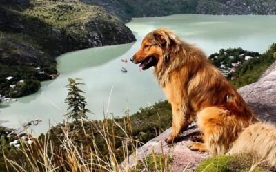 Consejos para Viajar con Mascotas