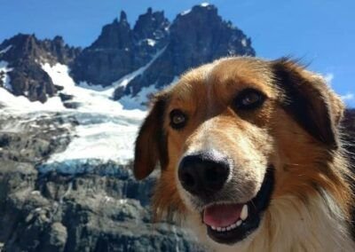 Perros en Carretera Austral