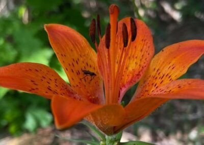 Azucena o Lirio - Carretera Austral