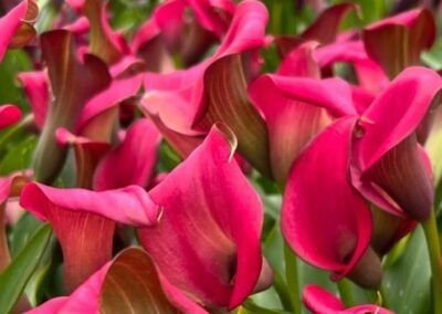 Calas - Carretera Austral