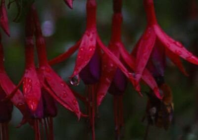Chilco - Carretera Austral