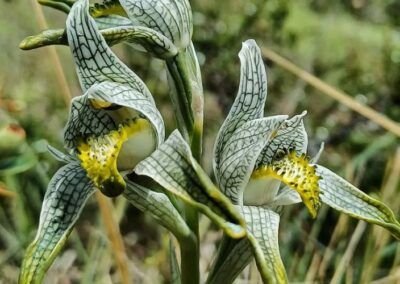 Chloraea magellanica - Orquídea Porcelana - Carretera Austral