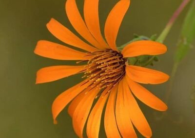 Clavel - Carretera Austral