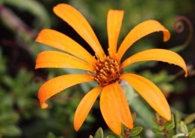 Clavel Naranjo - Carretera Austral