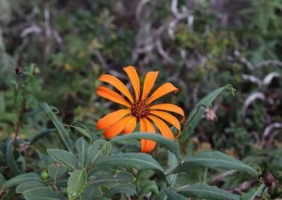 Clavel del Campo - Carretera Austral
