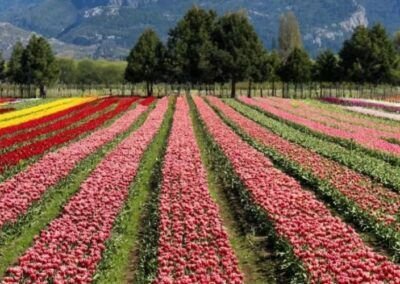 Cultivo de Tulipanes - Carretera Austral