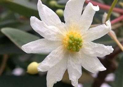 Flor del Canelo - Carretera Austral