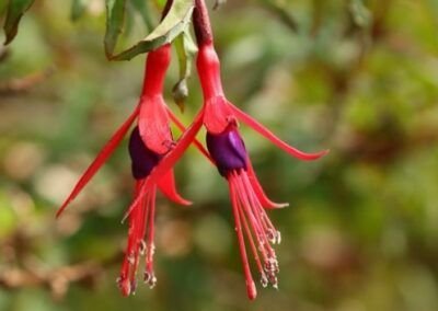 Flor del Chilco - Carretera Austral