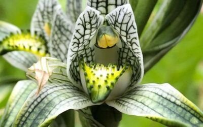 10 Flores que verás en Carretera Austral