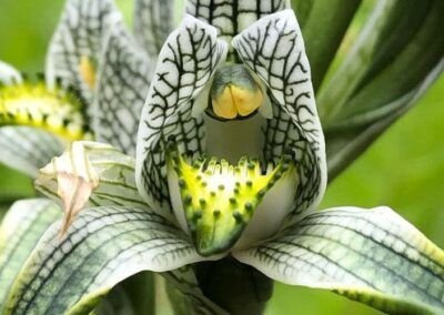 Orquídea Porcelana - Carretera Austral