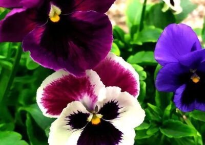 Pensamientos - Carretera Austral