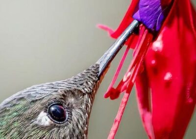 Picaflor en un Chilco - Carretera Austral