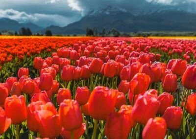 Tulipanes - Carretera Austral