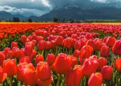 Tulipanes - Carretera Austral