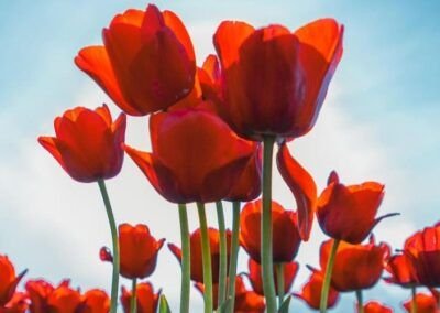 Tulipanes Rojos - Carretera Austral