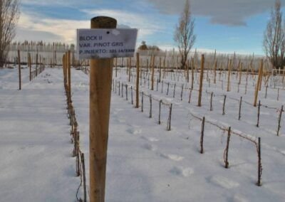 Keoken, el vino más austral del mundo - Chile Chico