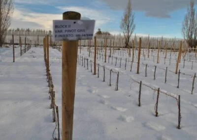 Keoken, el vino más austral del mundo - Chile Chico