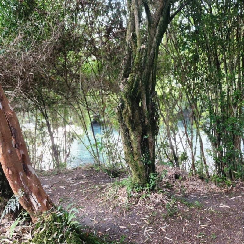 Camping Los Calafates Hornopirén - entorno familiar