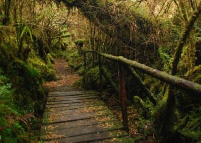 Senderos Parque Nacional Queulat - Carretera Austral