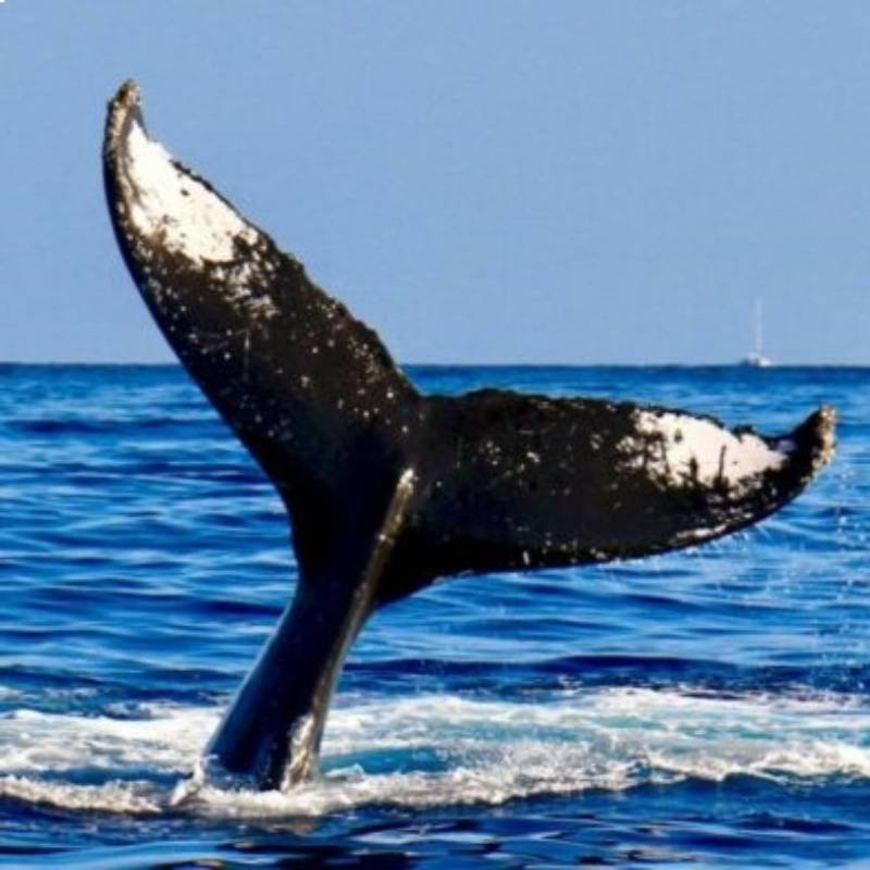 Témpanos del Sur – Carretera Austral 11