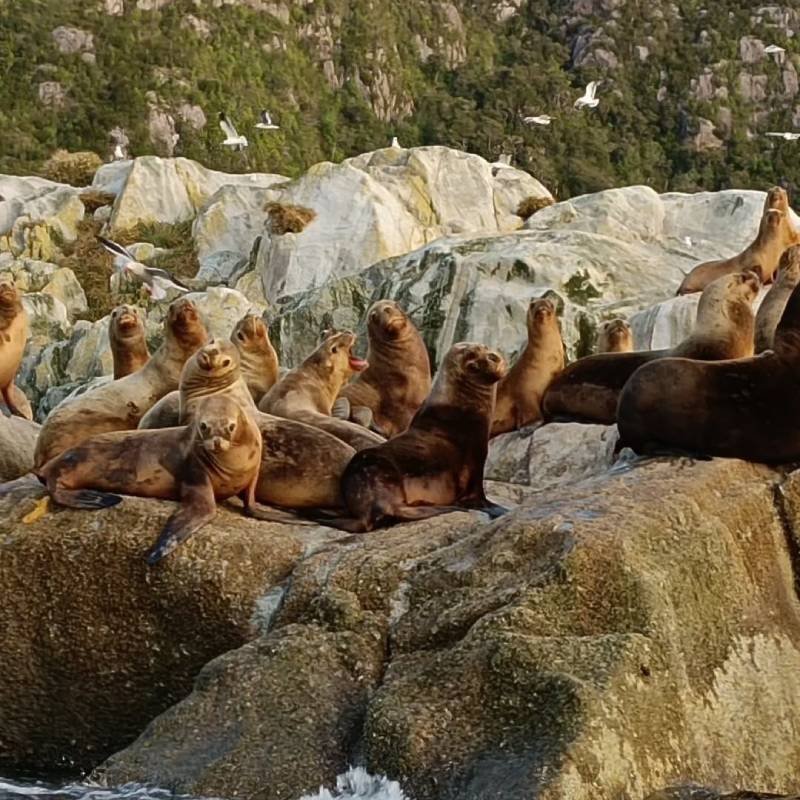 Témpanos del Sur – Carretera Austral 18