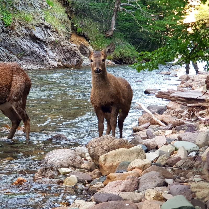 Témpanos del Sur – Carretera Austral 3