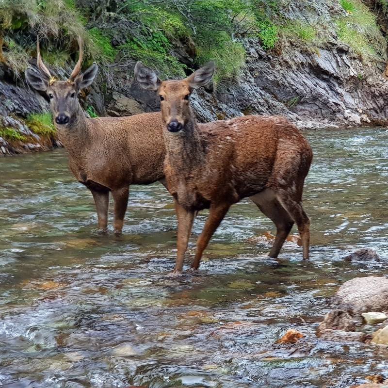 Témpanos del Sur – Carretera Austral 4