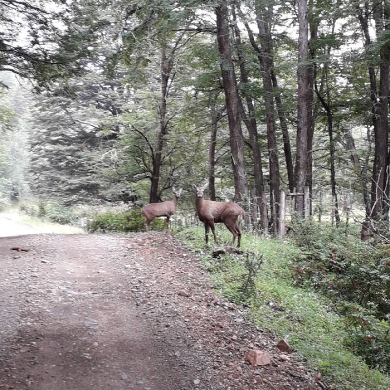 J&A Aguas Claras - Coyhaique